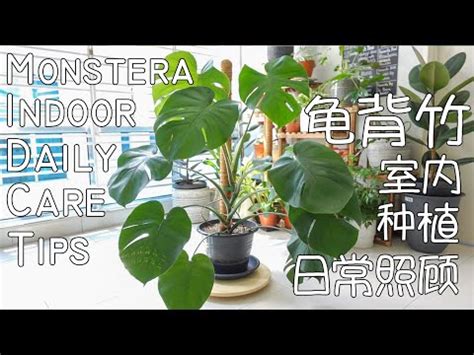 龜背芋招財|龜背芋好處：招財、淨化空氣、增強風水 